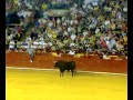 echadole el lazo al toro