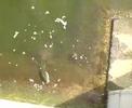 Fishes eating .. tats pond in jal...