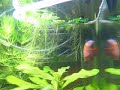 Dwarf gourami biulding bubble nest