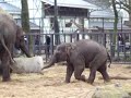 Elephants in love