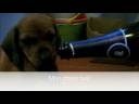 French Pets (BEST EVER).m4v