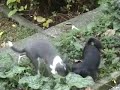 Pepe e Telma che giocano in giardino^^.wmv