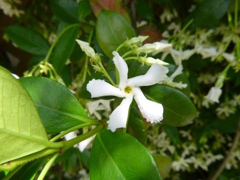 how to fertilize confederate jasmine