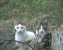 chats choregraphes