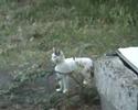 chats choregraphes