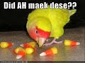 Funny Animal Pictures & 
