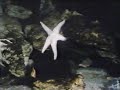 sesame street   starfish