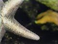 Sesame Street - starfish