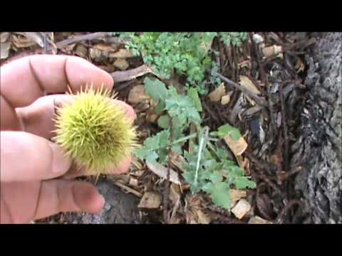 how to isolate cyanide from apple seeds