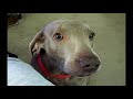 Super Britney Helps Talking dog with Tourette ,Please Help find a cure