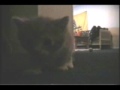Some kittens hanging around.

The m ...