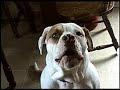 Detroit Pistons Talking Dog