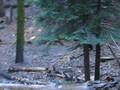 Saw a Bear in Sequoia