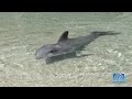Dolphin Quest at Hilton Waikoloa Village Hawaii