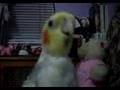 My pet Cockatiel: Lucky Singing