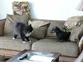 Eddie the teckel Versus Musclor the cat Round 2 Eddie the teckel Versus Musclor the cat Round 2
