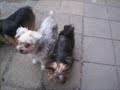 Yorkshire Terrier Yordi