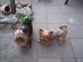 Yorkshire Terrier Yordi
