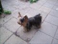 Yorkshire Terrier Yordi