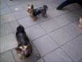 Yorkshire Terrier Yordi