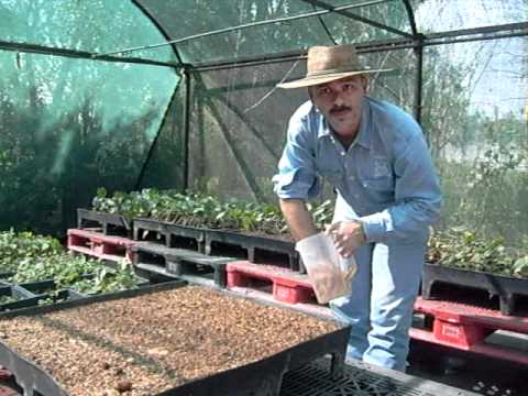 cultivo anturios - Despues de la cosecha de semillas de anturio, tienes que retirar la cascara y la parte gelatinosa que se encuentra alrededor de la semilla, lo puedes hacer e...