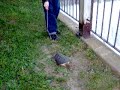 I found a Turtle.... I found a Turtle....