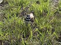 Killdeer defending nest