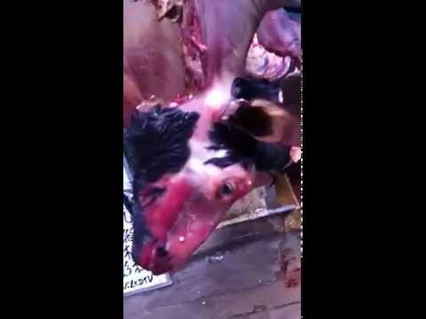 how to snap a chicken's neck