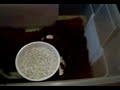 Bearded Dragon Egg Raid