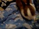 Thumps respond to whistle....