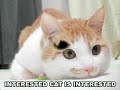 Caturday VIII