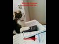 Caturday VIII