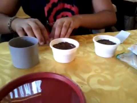 how to grow dianthus