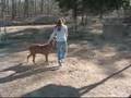 Bloodhound video