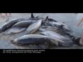 ver trabalho Golfinhos Mortos na Praia de Mira