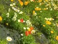 Im Leid das Lob der Sch�pfung singen - �ber den Sonnengesang
