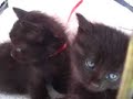 Hugging cute cat
