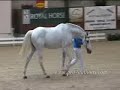 Cardento mov. 04