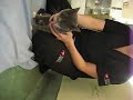 bobo being bobo