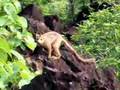 Crowned lemur