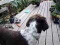 Jasperro Corrando Mondele Gonzalez