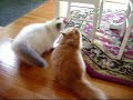 Kittens\ Kittens\