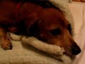 Happy dachshund