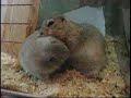 oravat tappelee, koulu ty�