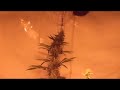 Hydroponic Growroom (Monster Marijuana Plant) Hydroponic Growroom (Monster Marijuana Plant)