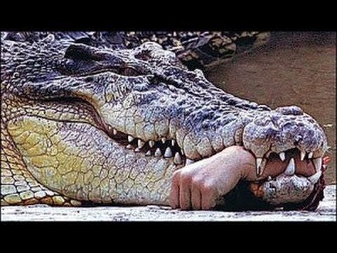 Crazy Animals ATTACK