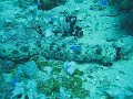 Sea Cucumber Eating Truk Lagoon