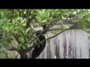 Kitty cat stalks birdy Kitty cat stalks birdy