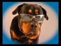 Buddy the Dog Buddy the Dog