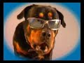 Buddy the Dog \"rotti\" sings I like the way you move by Bodyr Buddy the Dog \"rotti\" sings I like the way you move by Bodyr